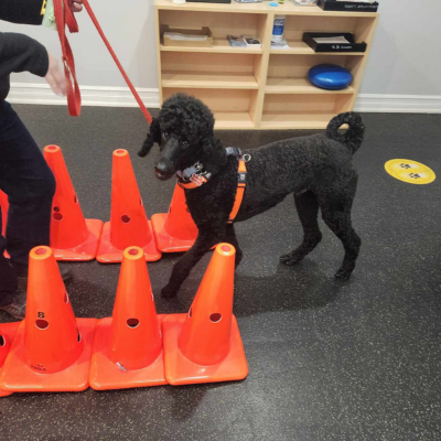 A dog guided through a series of orange traffic cones by a person