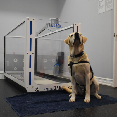 A dog sitting in front of a canine underwater treadmill