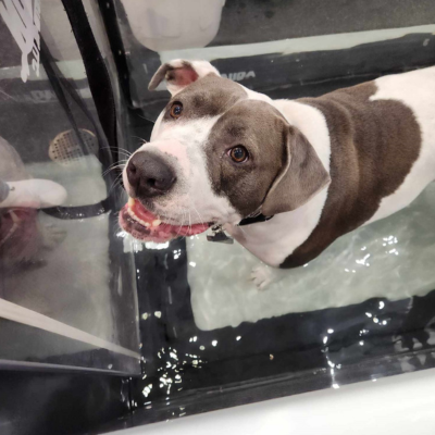 A dog standing in water behind a glass wall