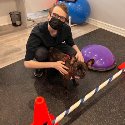 A person kneeling on the floor of a physical therapy room with a brindle French Bulldog