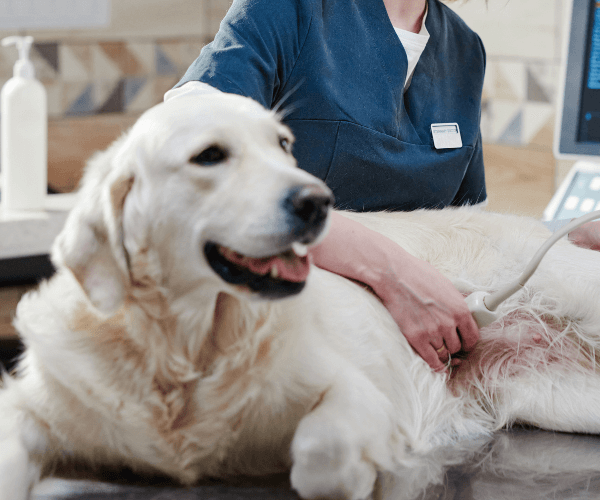 A golden retriever lying on an examination table