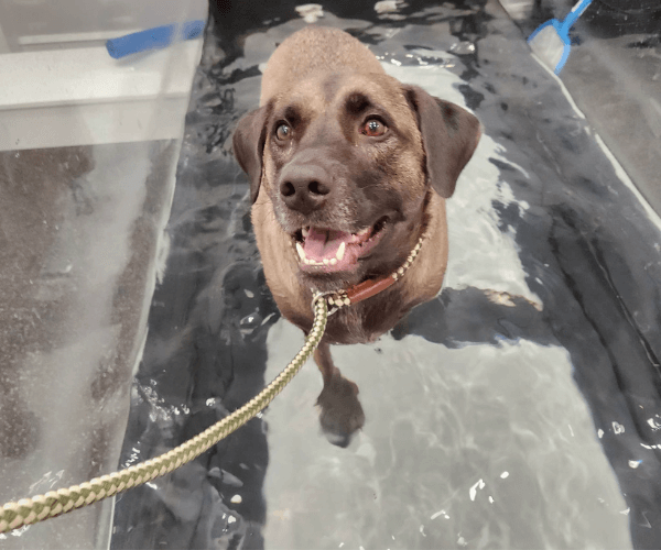 A dog taking Underwater Treadmill Therapy