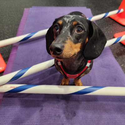 a dog standing on a purple mat