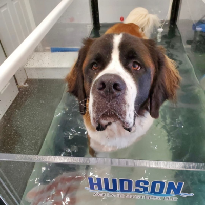 dog standing in an underwater treadmill tank