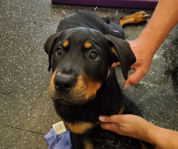 A black and tan Rottweiler puppy lying on a purple mat with a person's hands